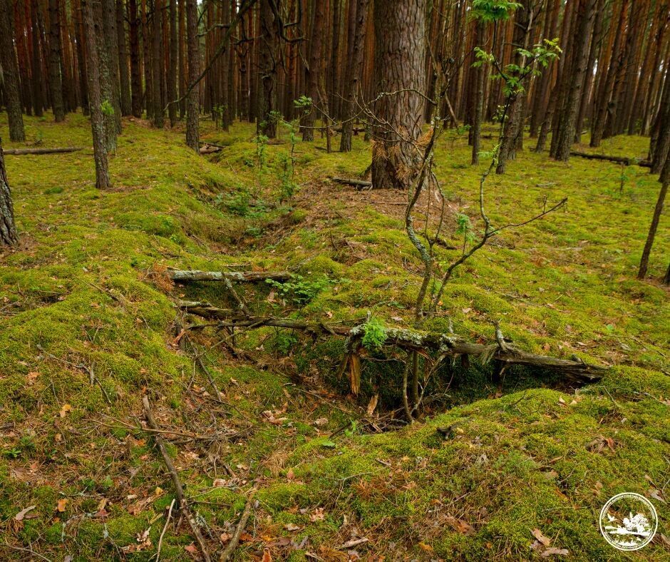 Почти слились с рельефом: в Чернобыльской зоне нашли окопы времен Второй мировой войны. Фото