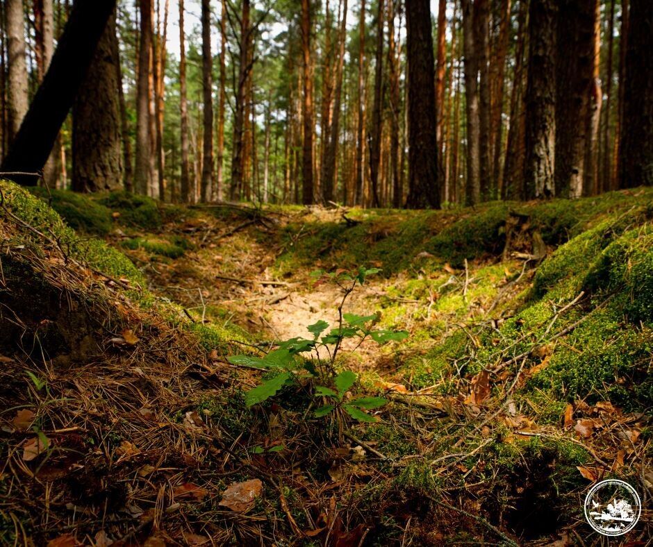 Почти слились с рельефом: в Чернобыльской зоне нашли окопы времен Второй мировой войны. Фото