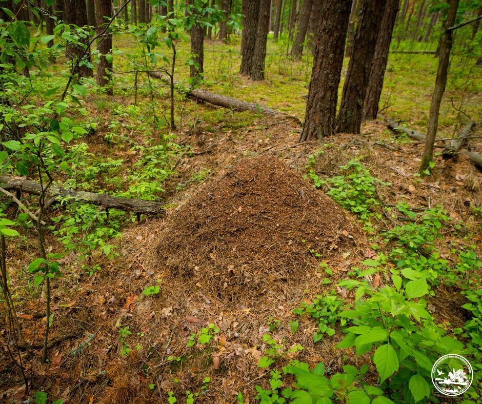 Почти слились с рельефом: в Чернобыльской зоне нашли окопы времен Второй мировой войны. Фото
