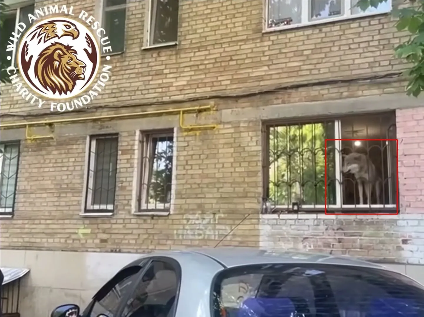 В Киеве спасли волка, которого поселили в столичной квартире. Подробности и видео