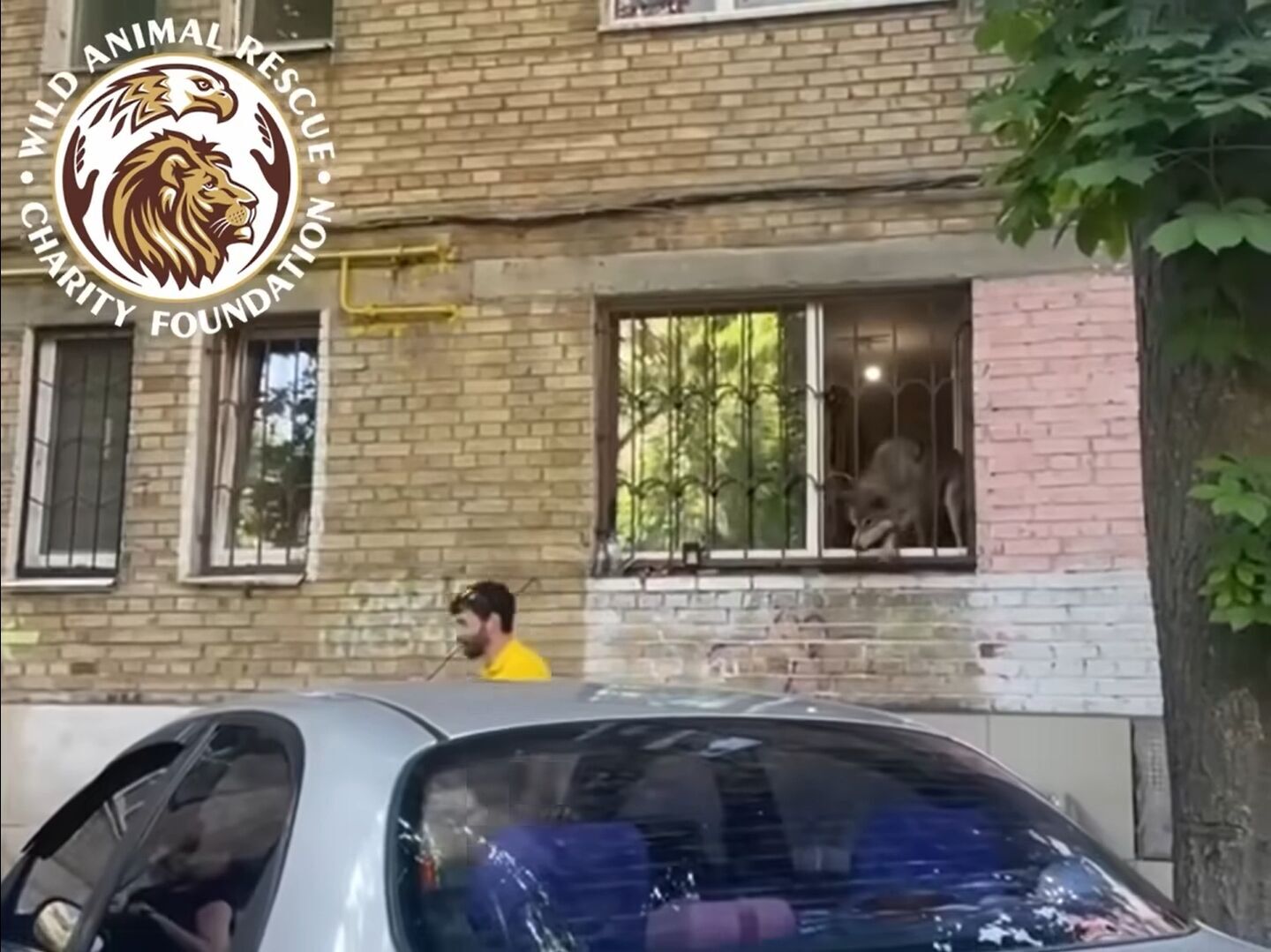 В Киеве спасли волка, которого поселили в столичной квартире. Подробности и видео