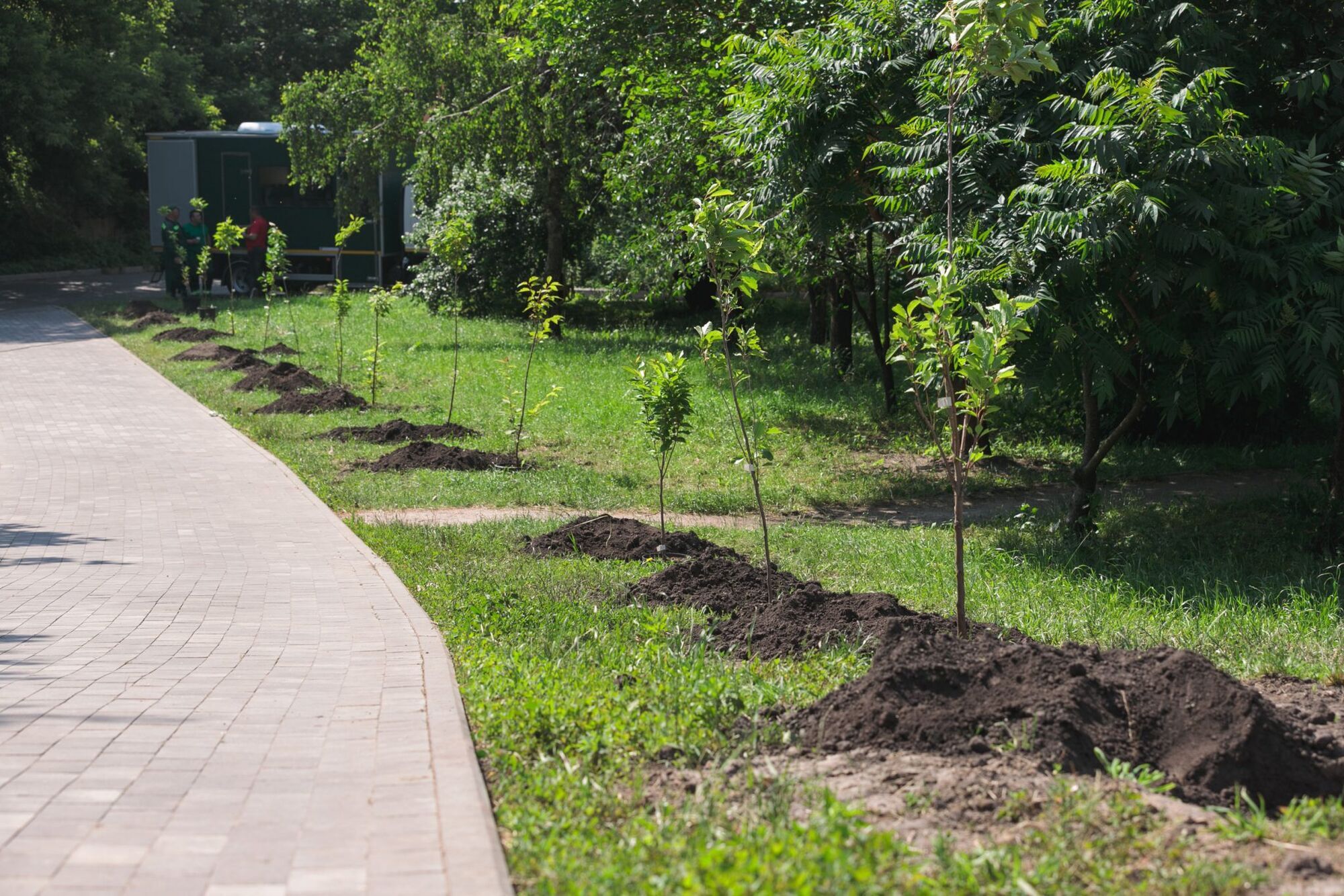 У Києві невідомі викрали сакури зі скверу пам'яті загиблих журналістів: усі подробиці