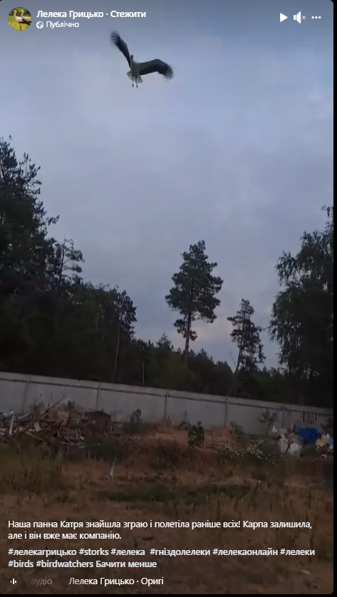 "Навіть не віриться": врятоване лелеченя Катруся знайшло зграю, мережу зворушили кадри "прощального" польоту. Відео