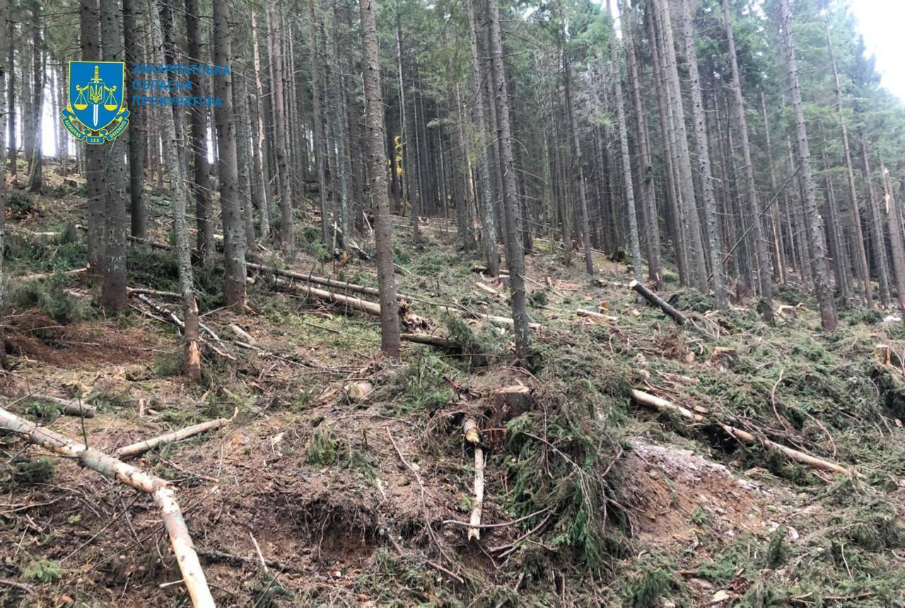 Лесничего будут судить за халатность