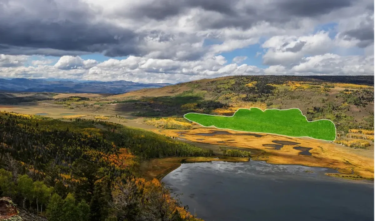 Занимает 43 га: ученые назвали самый старый живой организм на планете