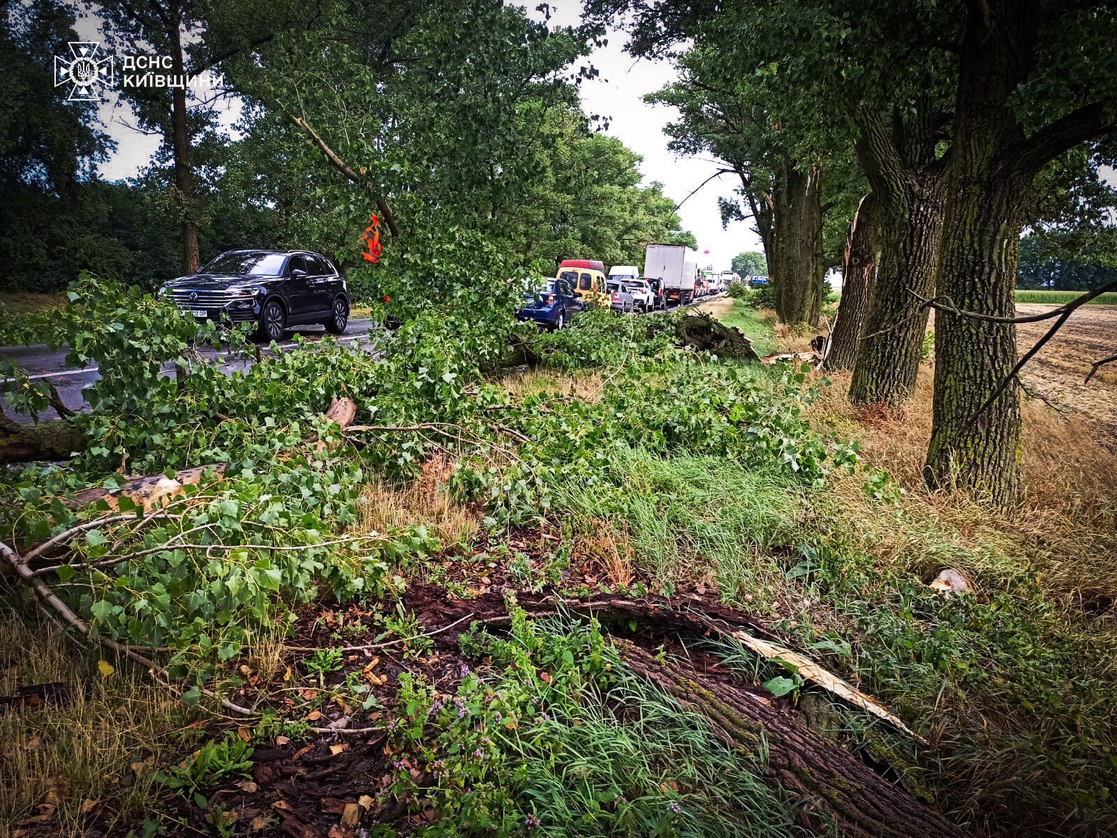 На Киевщине дерево упало прямо на маршрутку, которая проезжала рядом. Фото и подробности