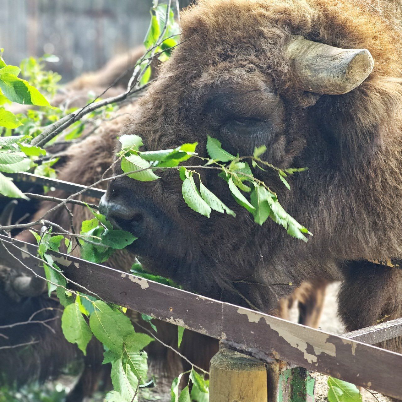Повреждены вольеры, сломаны деревья: Киевский зоопарк пострадал в результате непогоды 22 июля. Фото