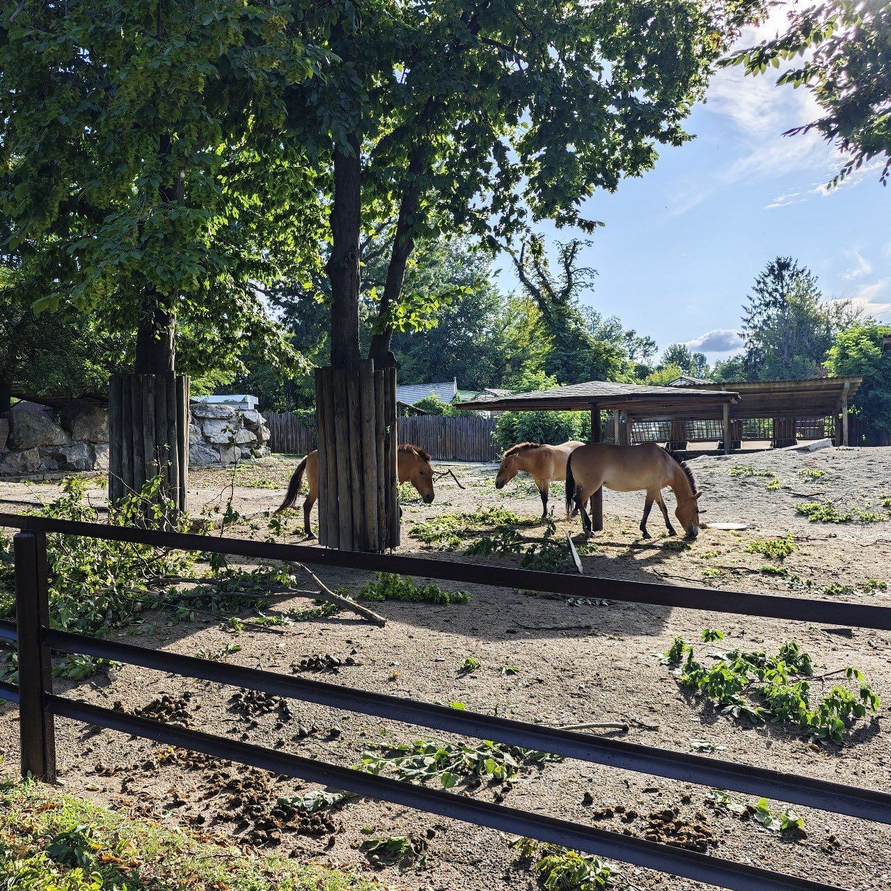 Повреждены вольеры, сломаны деревья: Киевский зоопарк пострадал в результате непогоды 22 июля. Фото