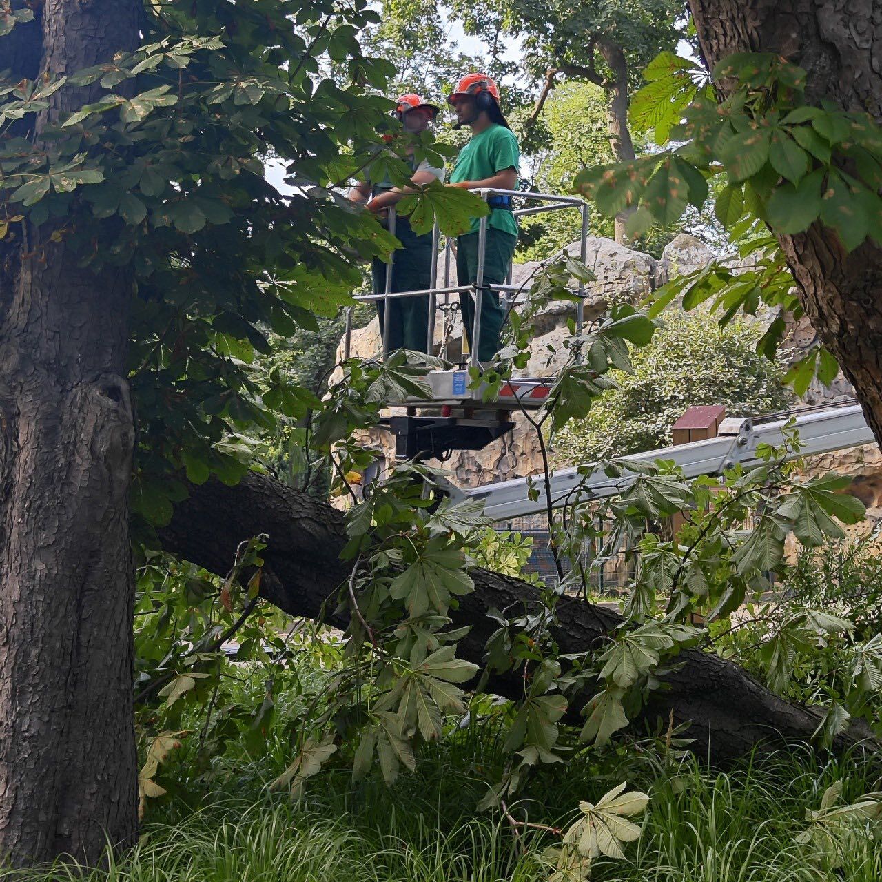 Повреждены вольеры, сломаны деревья: Киевский зоопарк пострадал в результате непогоды 22 июля. Фото