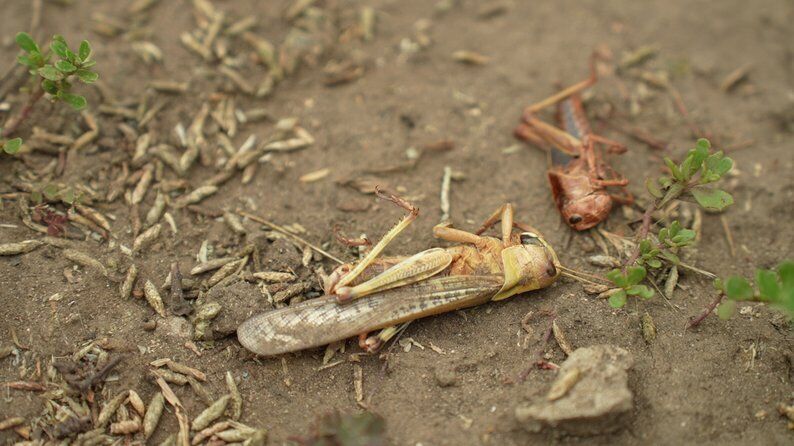 Нашестя сарани в Україні: у мережі згадали про рослину, через яку шкідник із жахом оминає поля. Фото