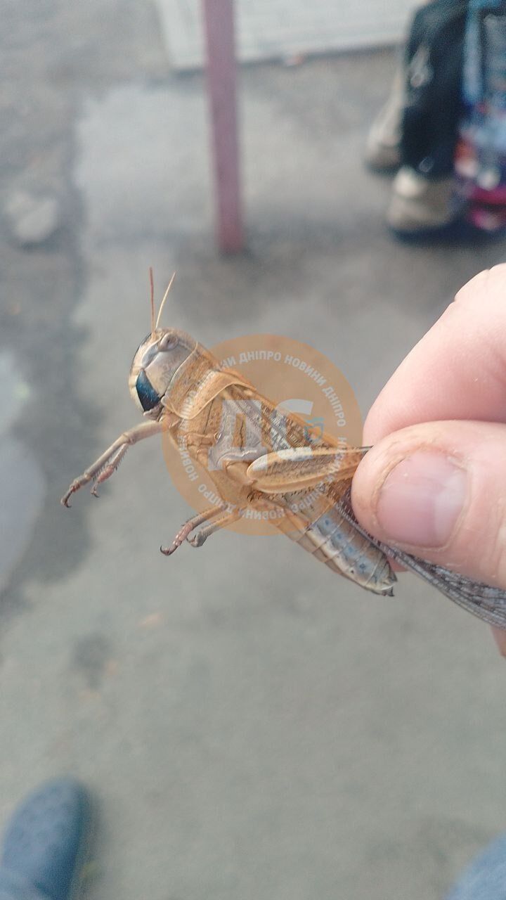 В Україні почалося нашестя сарани: професор пояснив причини і чи варто панікувати