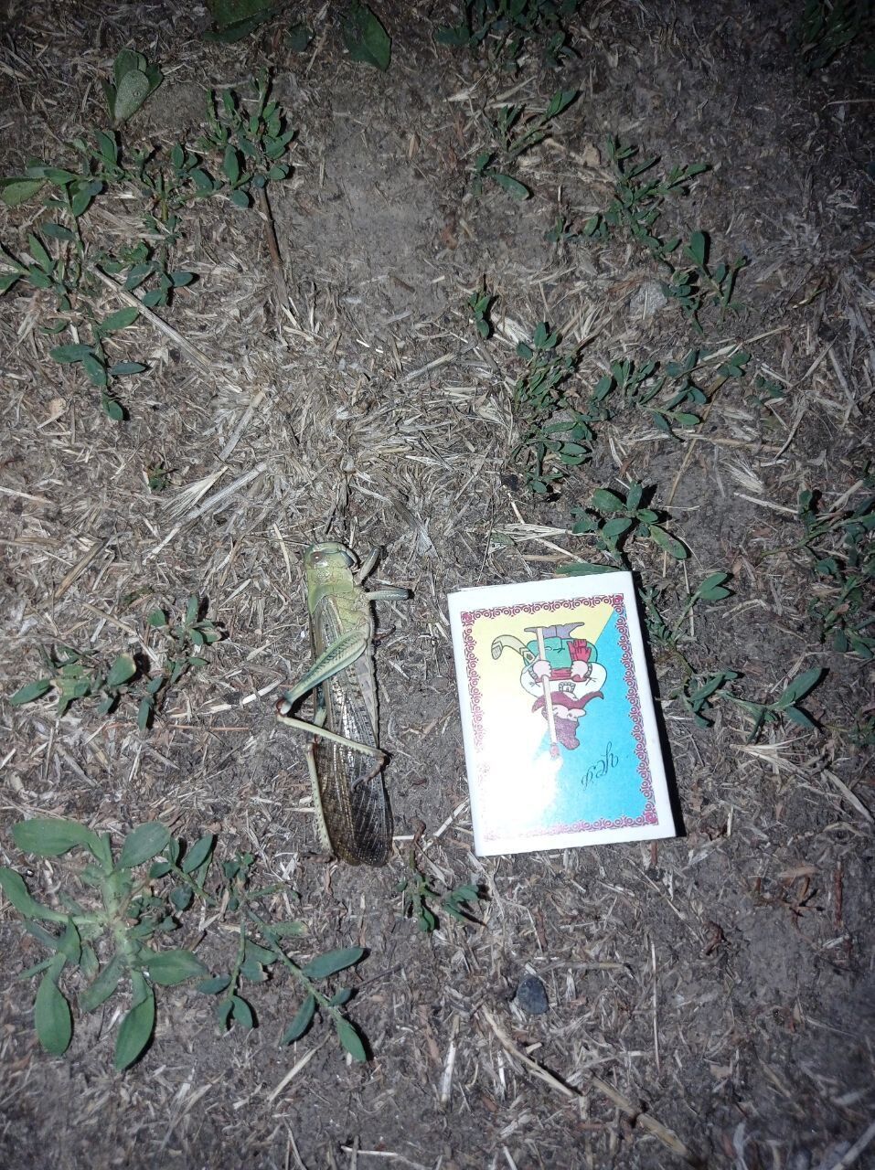 В Україні почалося нашестя сарани: професор пояснив причини і чи варто панікувати