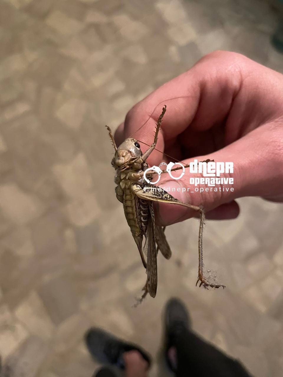 В Україні почалося нашестя сарани: професор пояснив причини і чи варто панікувати