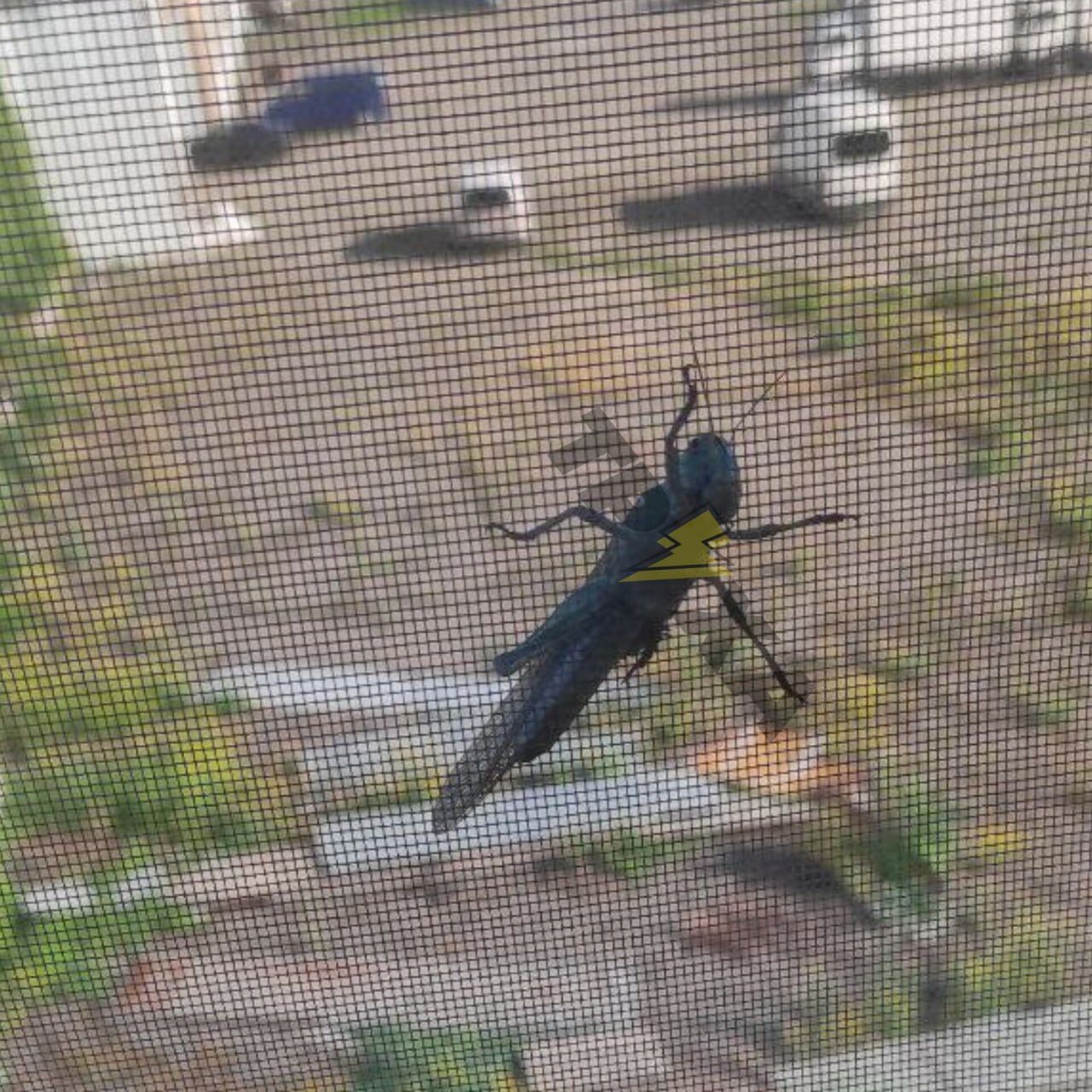 В Україні почалося нашестя сарани: професор пояснив причини і чи варто панікувати