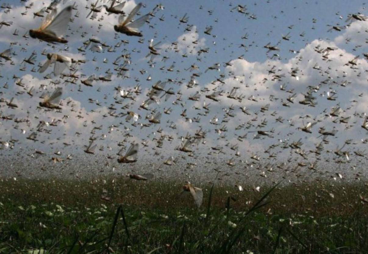 На Киевщине заметили саранчу: есть ли угроза большого нашествия и что говорят специалисты. Фото и видео