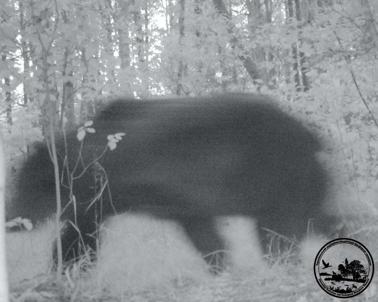 В Чернобыльской зоне заметили редкое и крайне осторожное животное украинского Полесья. Фото