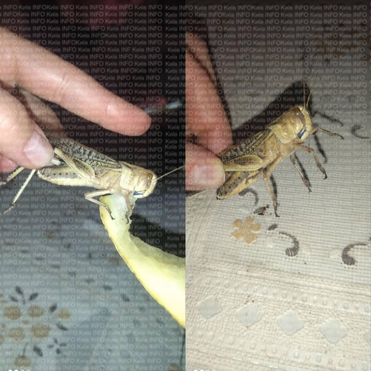 На Киевщине заметили саранчу: есть ли угроза большого нашествия и что говорят специалисты. Фото и видео