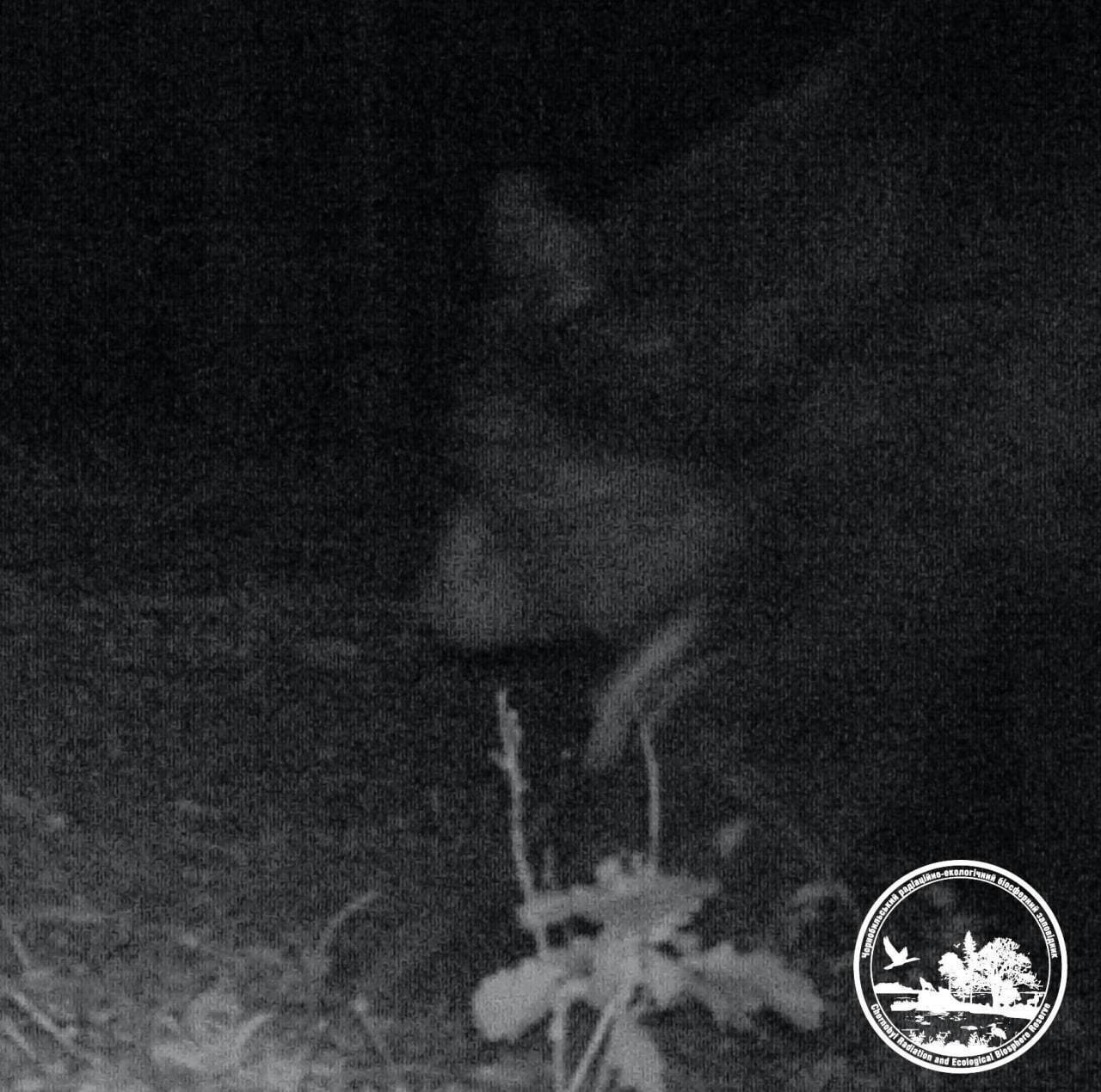 В Чернобыльской зоне заметили редкое и крайне осторожное животное украинского Полесья. Фото