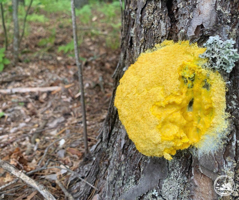 В Чернобыльской зоне заметили невероятного жителя: нет мозга и считается съедобным в Мексике. Фото