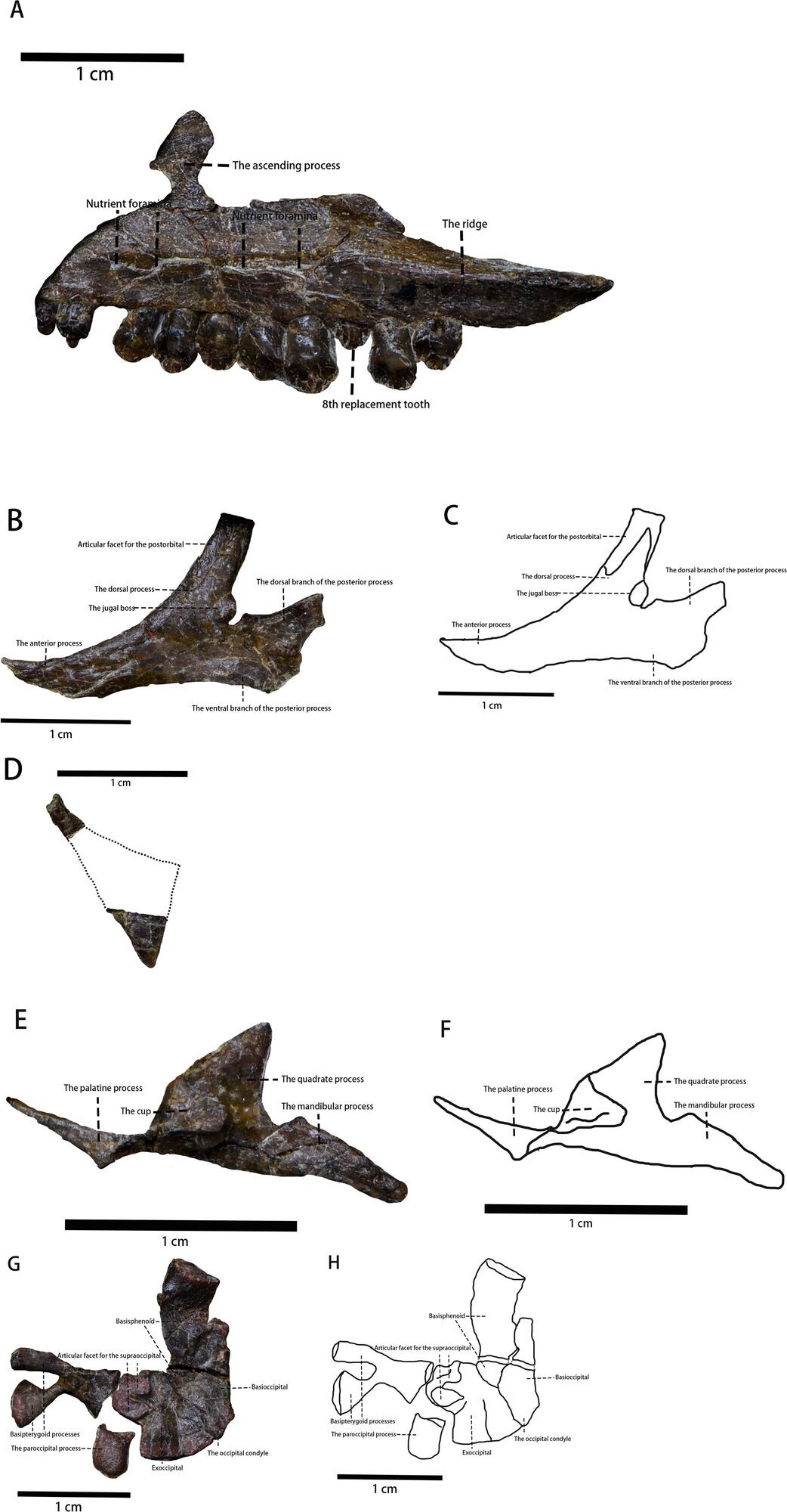 Щебетал, как птица: в Китае обнаружили новый вид динозавров: в Китае обнаружили новый вид динозавров