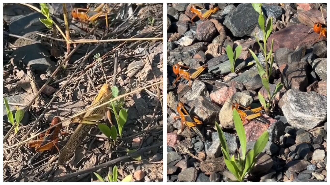 "Думав, вони мене з'їдять": українець знайшов "місце базування" сарани на Дніпропетровщині і жахнув мережу. Відео