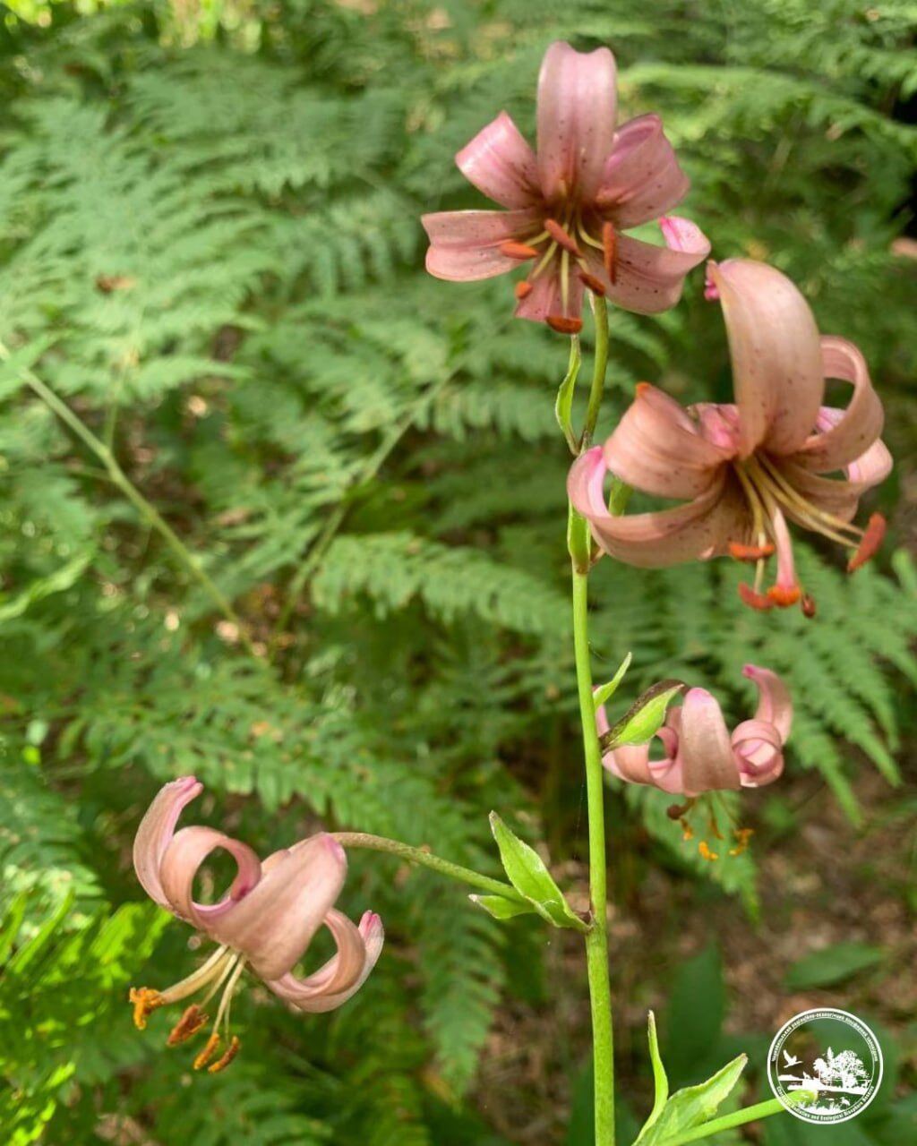 В Чернобыльской зоне нашли редкий краснокнижный цветок: с давних времен окутан мифическим смыслом. Фото