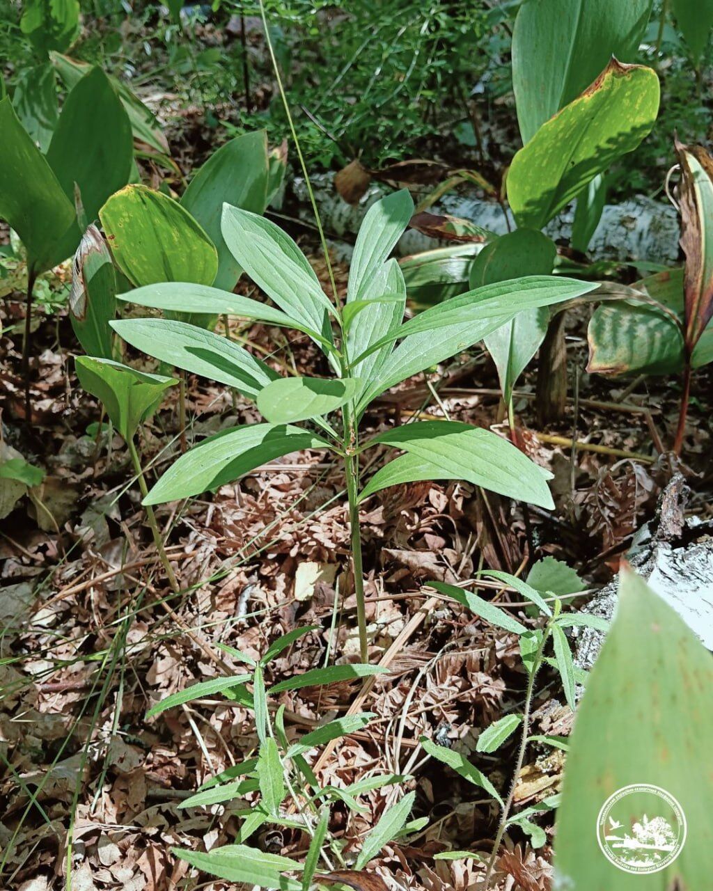 В Чернобыльской зоне нашли редкий краснокнижный цветок: с давних времен окутан мифическим смыслом. Фото