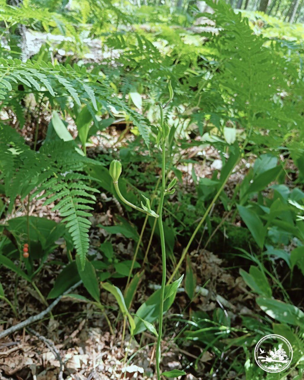 В Чернобыльской зоне нашли редкий краснокнижный цветок: с давних времен окутан мифическим смыслом. Фото