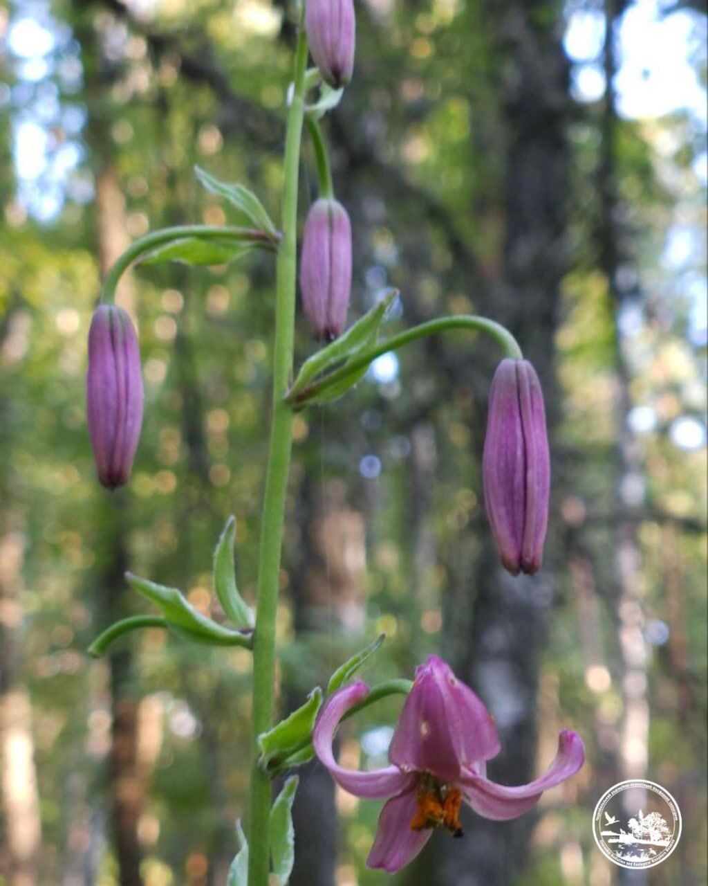 В Чернобыльской зоне нашли редкий краснокнижный цветок: с давних времен окутан мифическим смыслом. Фото