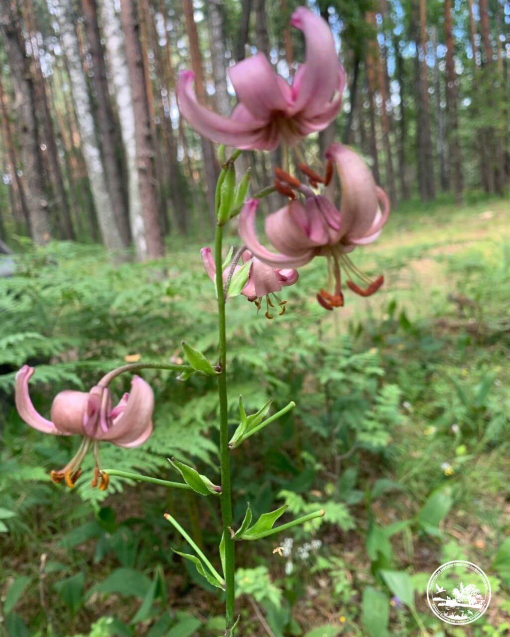 В Чернобыльской зоне нашли редкий краснокнижный цветок: с давних времен окутан мифическим смыслом. Фото
