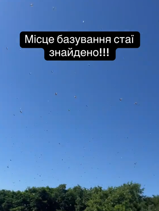 "Думав, вони мене з'їдять": українець знайшов "місце базування" сарани на Дніпропетровщині і жахнув мережу. Відео