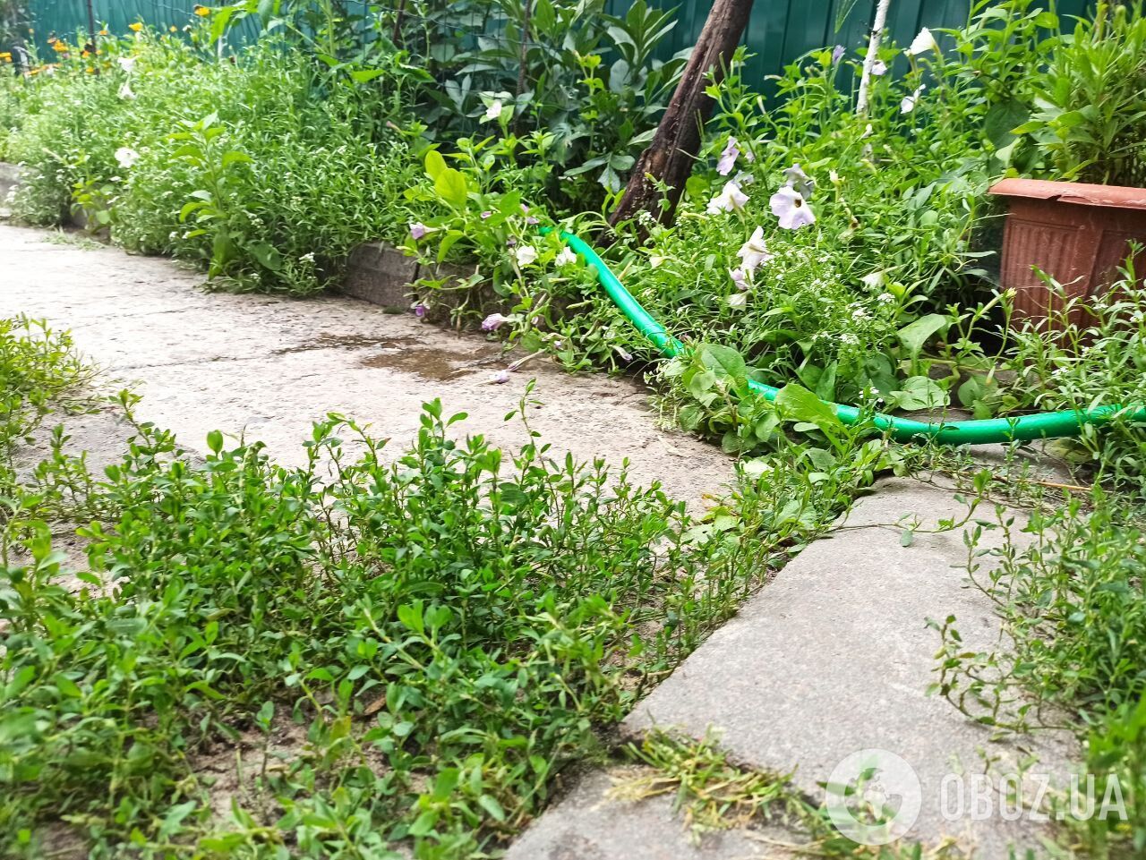 Как избавиться от сорняков на садовых дорожках: простой способ