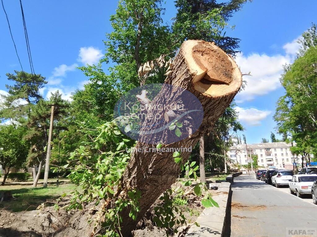 Залишилися тільки пеньки: у Криму окупанти спиляли десятки живих дерев у парку. Фото