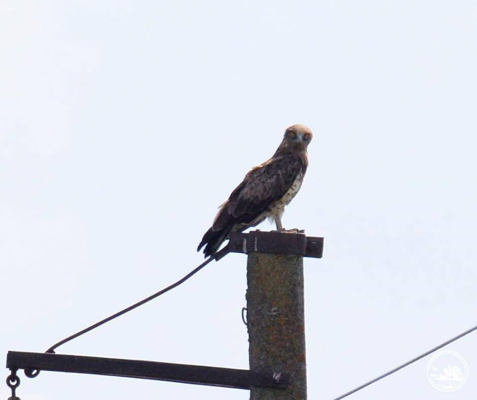 В Чернобыльской зоне заметили редкого хищника, который охотится на змей. Фото