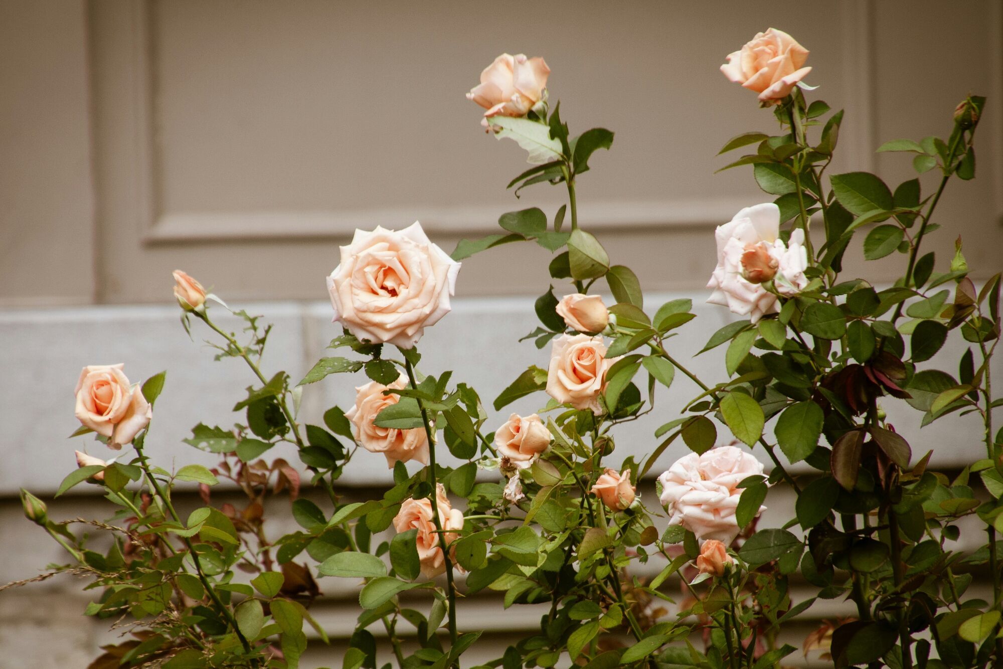 Спасет уставшие кусты: как надо обрезать розы в августе