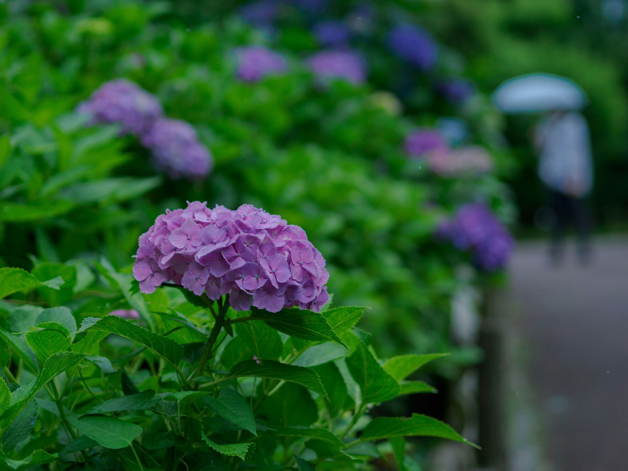 Когда поливать гортензии: названо удачное время суток
