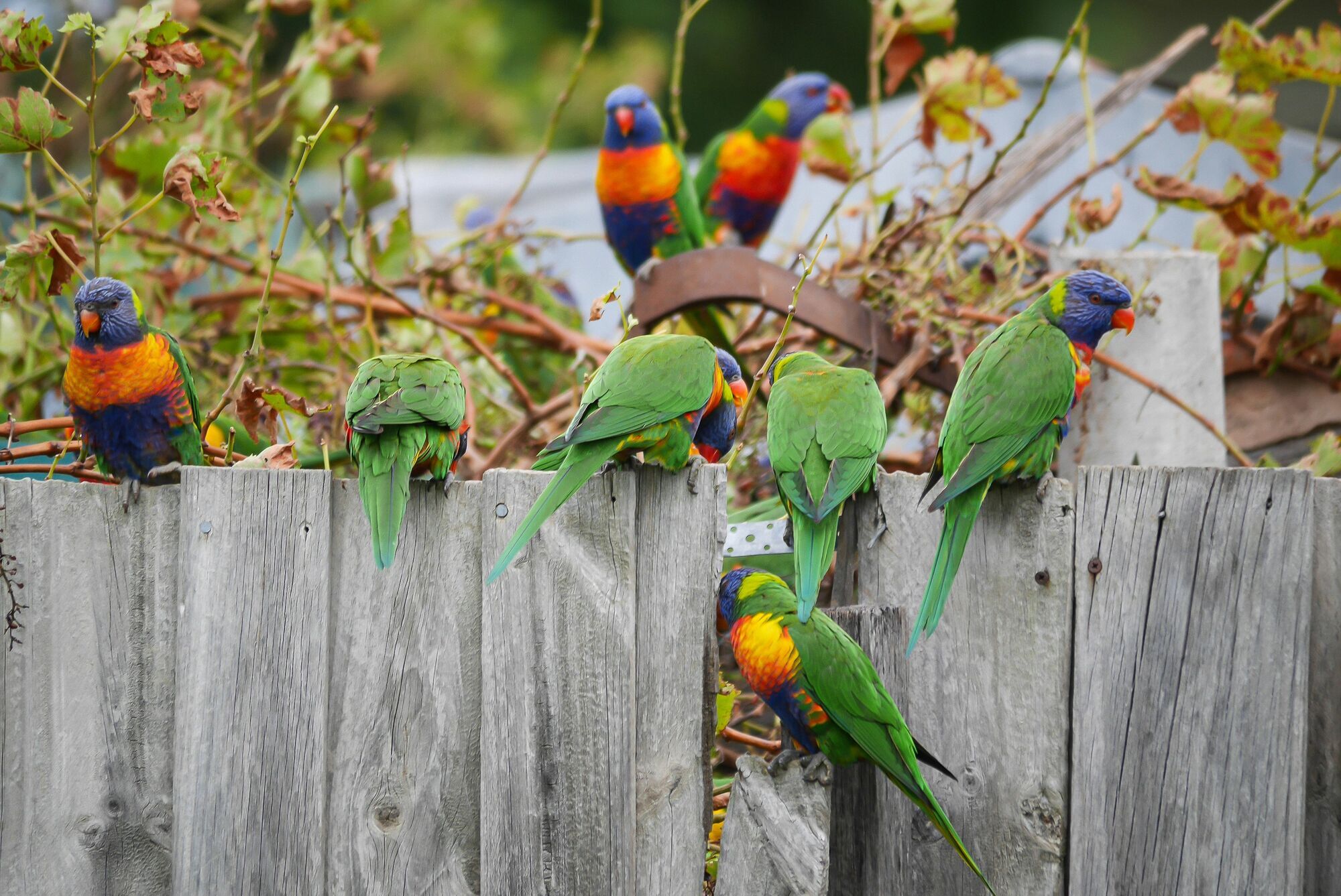 "Зміна статі" виявилася напрочуд поширеною у диких птахів Австралії: про що дізналися вчені