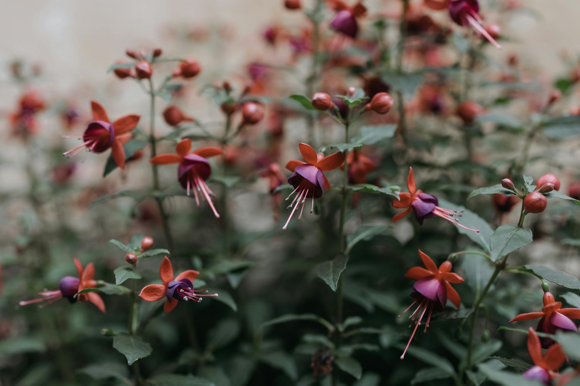 Будет осенняя сказка: 5 растений, которые стоит добавить в ваш сад