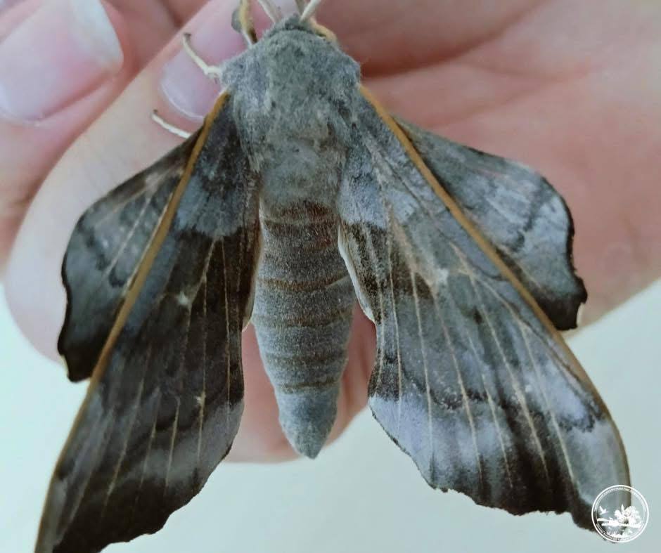 У Чорнобильській зоні помітили великого метелика з ідеальним маскуванням. Фото