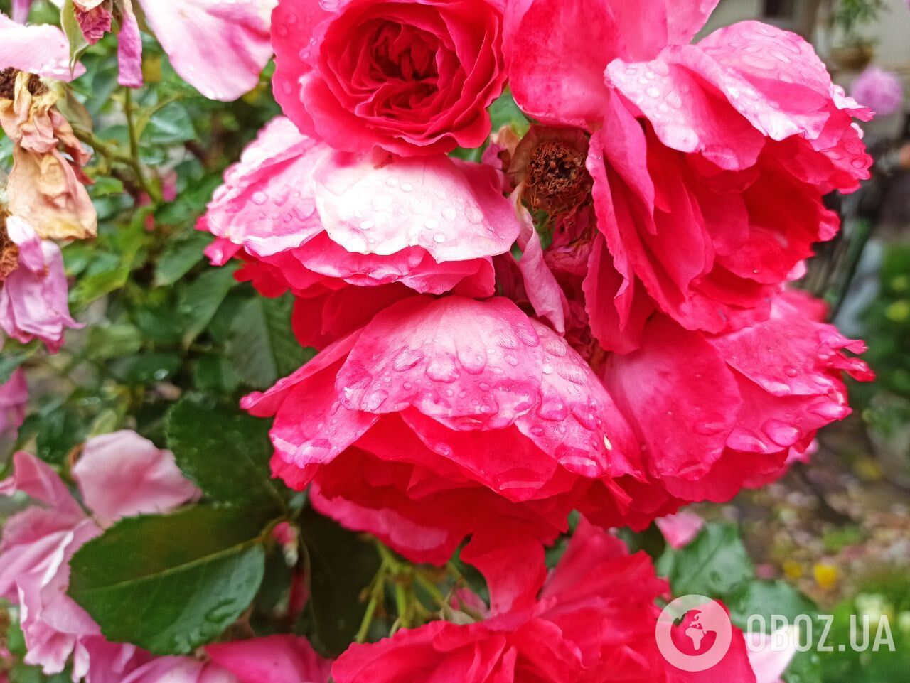 Розы будут цвести до морозов: как ухаживать за кустами осенью