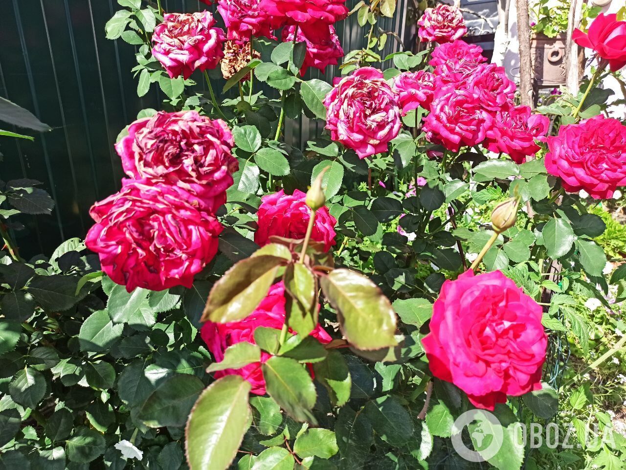 Розы будут цвести до морозов: как ухаживать за кустами осенью