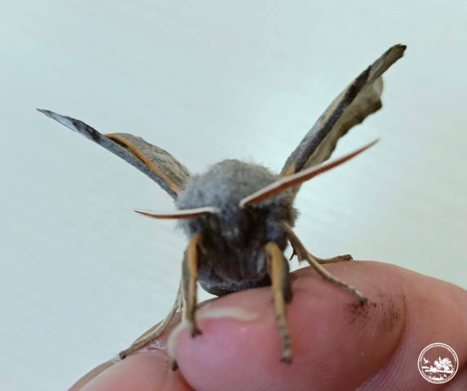 У Чорнобильській зоні помітили великого метелика з ідеальним маскуванням. Фото