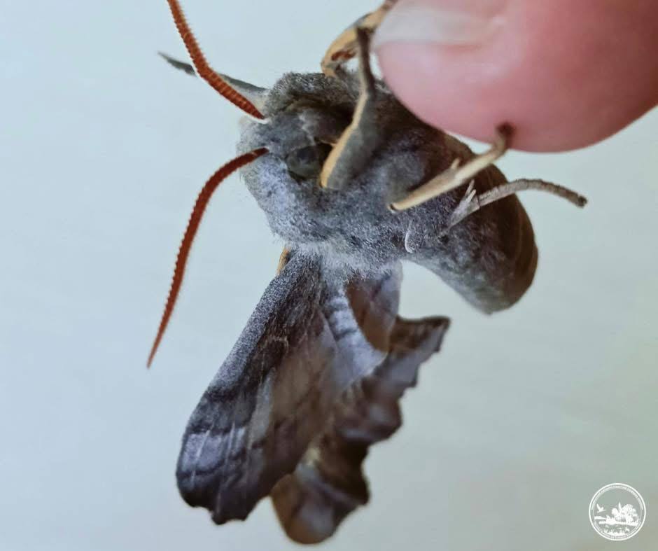 У Чорнобильській зоні помітили великого метелика з ідеальним маскуванням. Фото