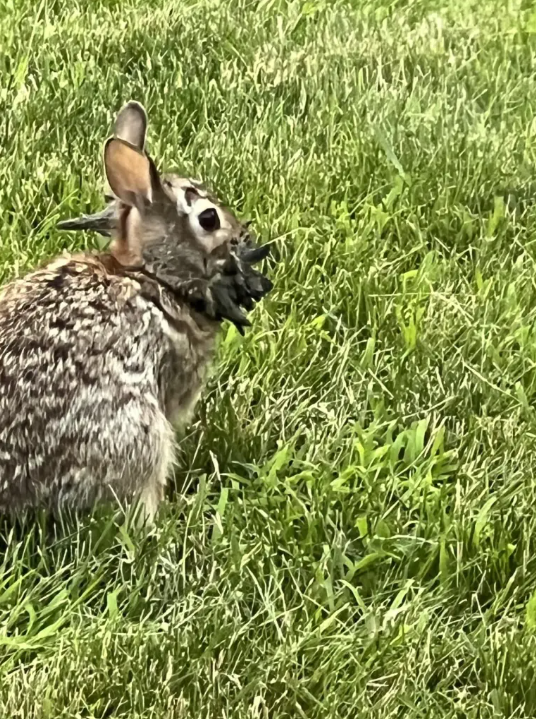 Колорадо заполонили рогатые "кролики Франкенштейна": как ученые объясняют их появление. Фото