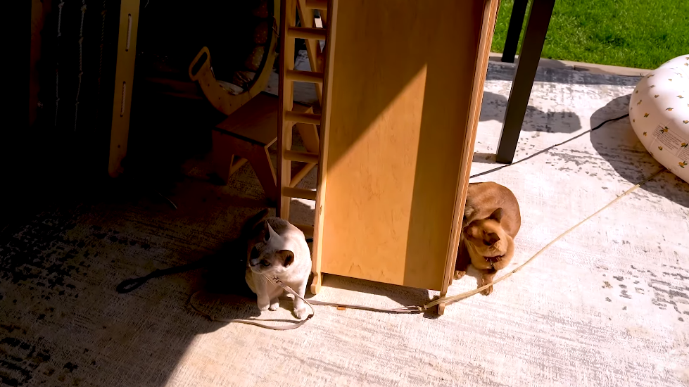 Два поверхи, затишне подвірʼя та коти на привʼязі: Женя Кот і Наталія Татарінцева провели тур по своєму будинку за 62 тисячі грн на місяць. Фото