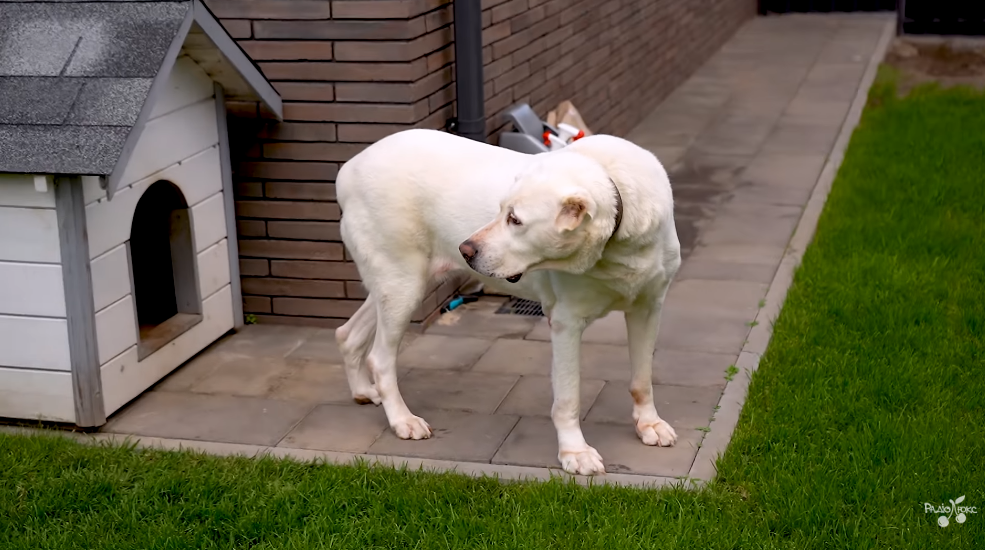 Два поверхи, затишне подвірʼя та коти на привʼязі: Женя Кот і Наталія Татарінцева провели тур по своєму будинку за 62 тисячі грн на місяць. Фото