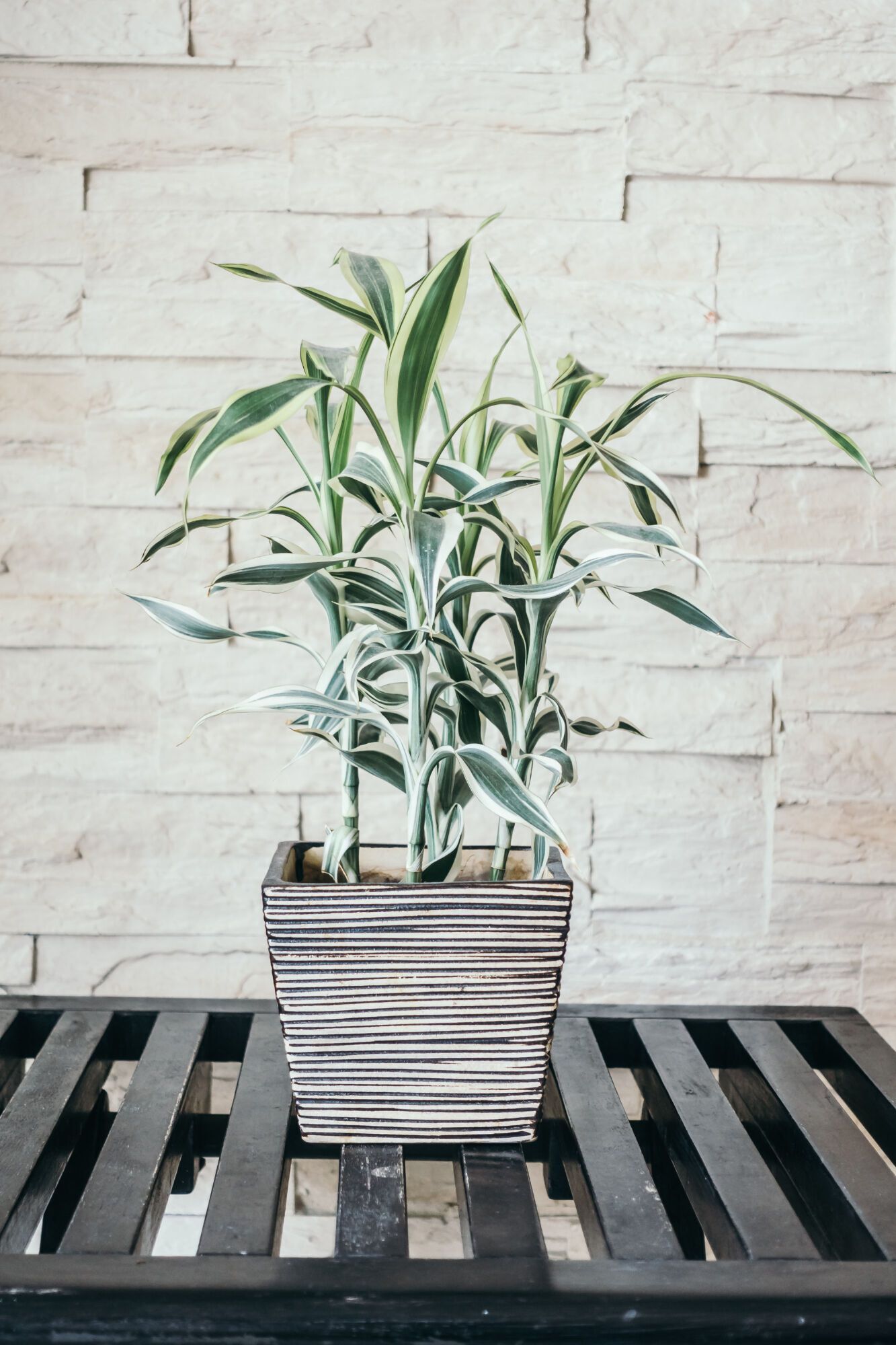 Предназначены только для почвы: какие многолетники не следует выращивать в контейнерах