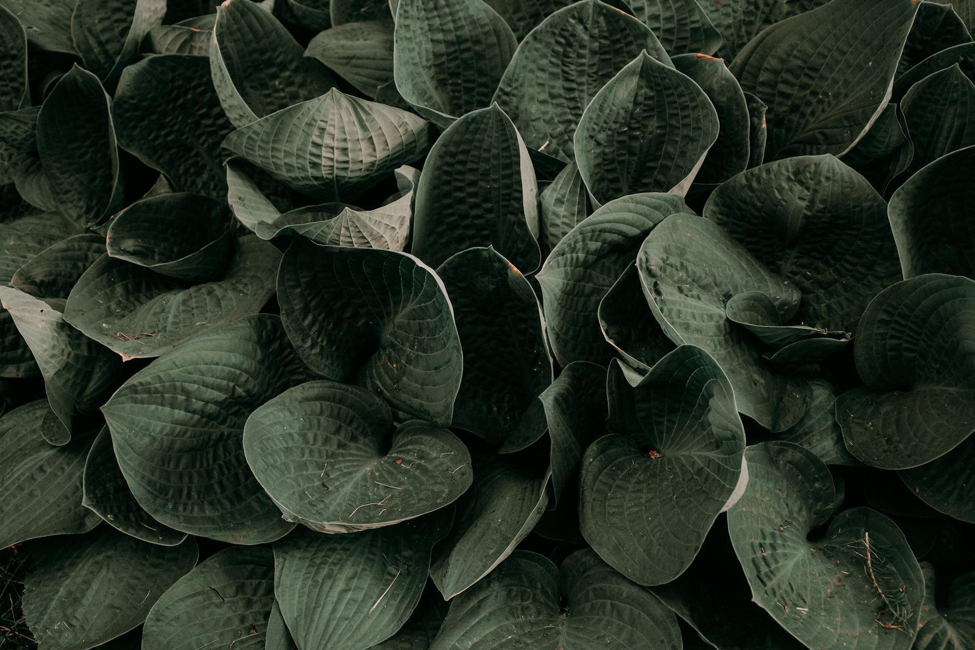 Предназначены только для почвы: какие многолетники не следует выращивать в контейнерах