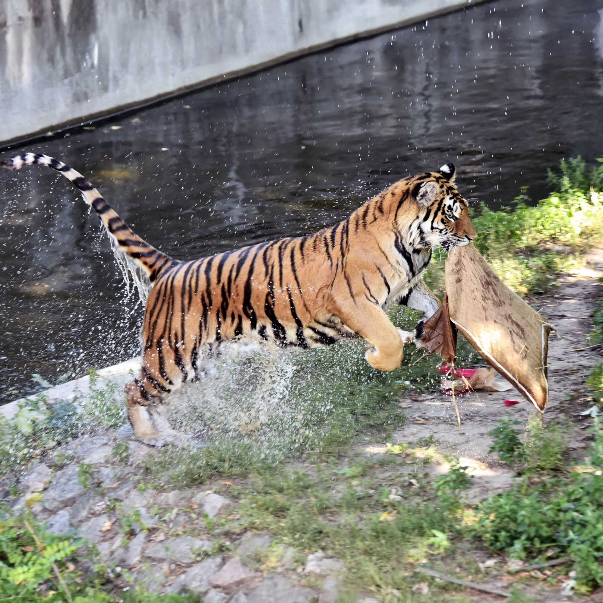 Два тигра Киевского зоопарка будут праздновать день рождения: для именинников устроят квест. Подробности и фото