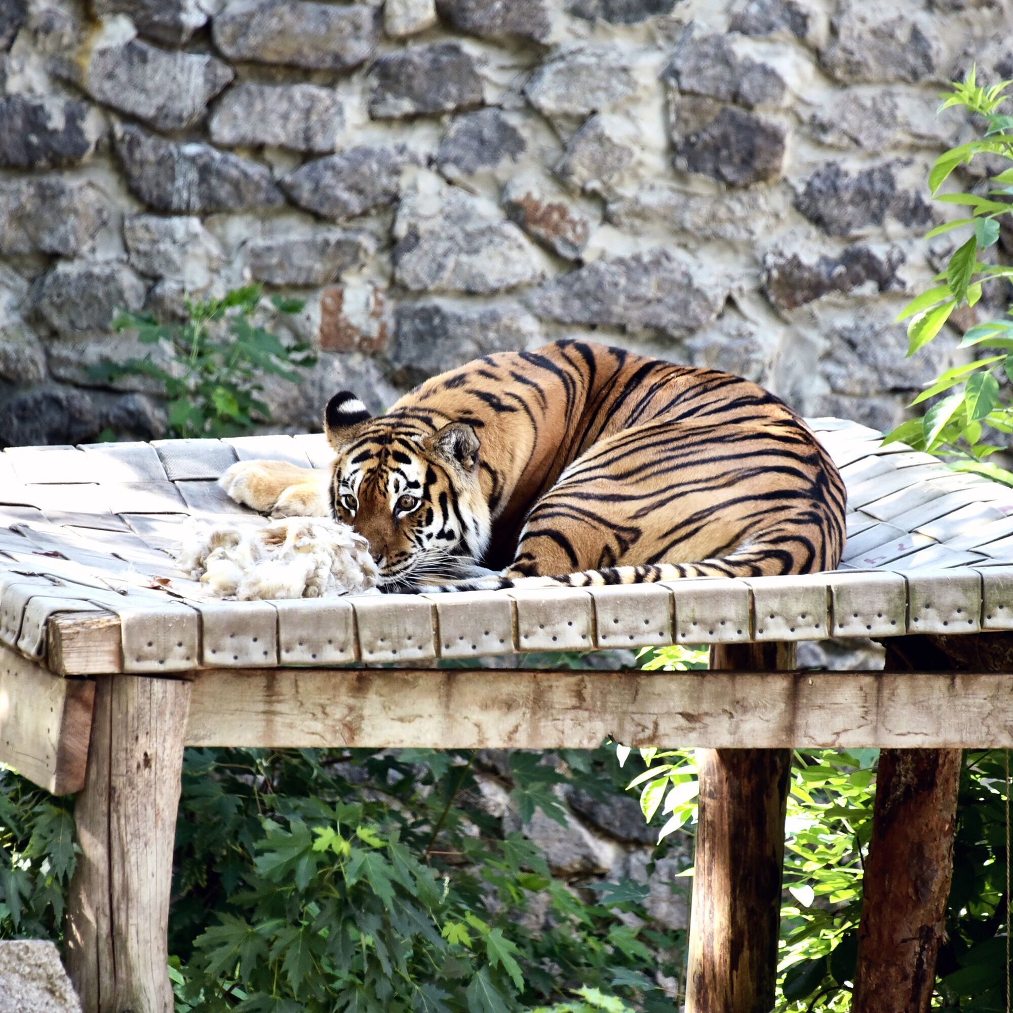 Два тигра Киевского зоопарка будут праздновать день рождения: для именинников устроят квест. Подробности и фото